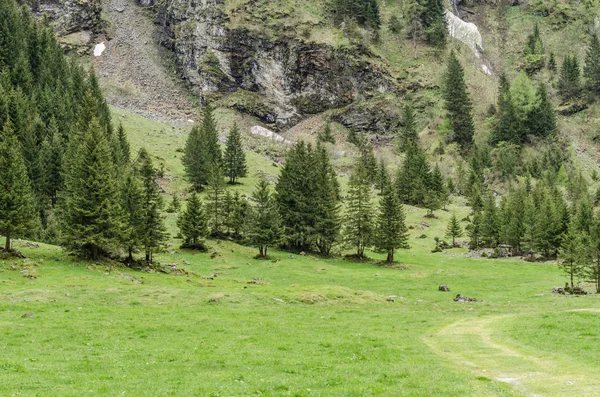 Esmola verde e árvores — Fotografia de Stock