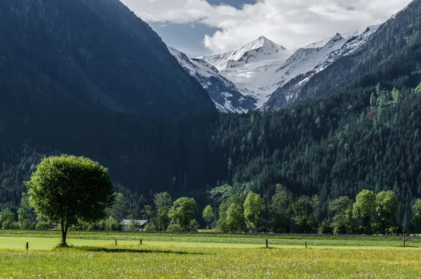 Groene vallei en hoge bergen — Stockfoto