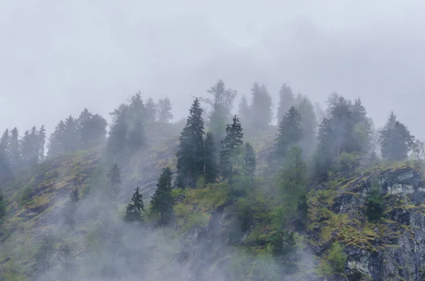 Starker Nebel und Bäume am Berg — Stockfoto