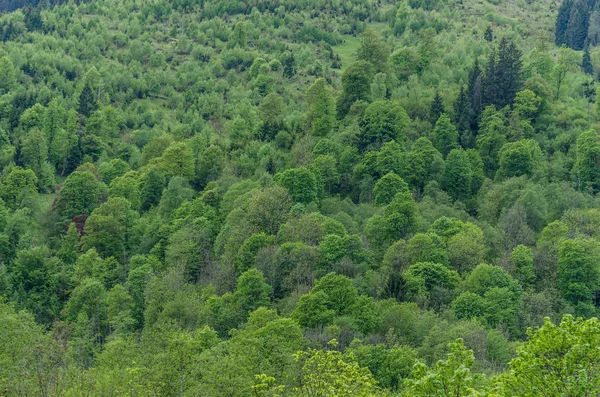 Viele verschiedene Bäume am Berg — Stockfoto