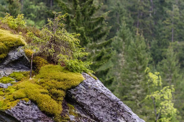 Baum mit Moos und Steinen — Stockfoto