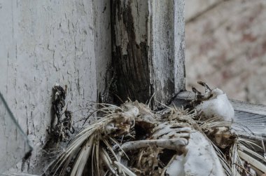 pencerede ölü kuş