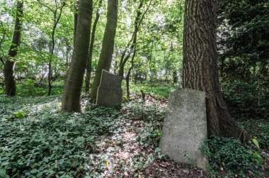 Ormanın içinde terk edilmiş mezar