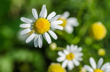papatya çiçeği görüntülemek