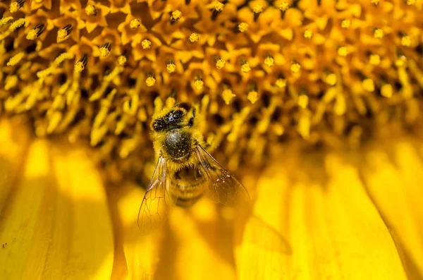 Ayçiçeğindeki arı