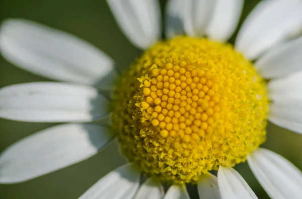 Χαμομήλι λουλούδι μακρο — Φωτογραφία Αρχείου