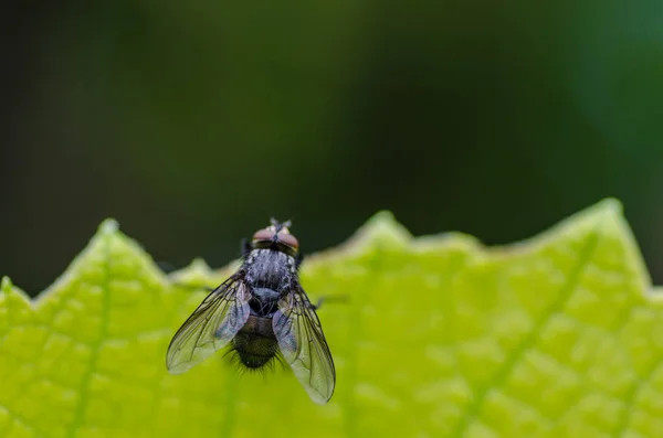 Fly on a green leaf — Stock Photo, Image