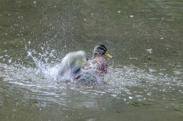 Pato en movimiento en el agua —  Fotos de Stock