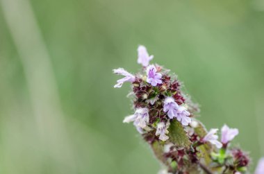 yaz aylarında mor çiçek