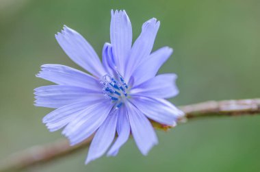 Mavi çiçek hindiba