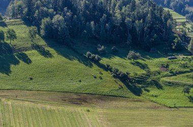 Yeşil çayırdaki inekler