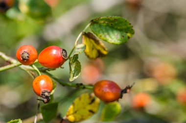 Sonbaharda gül kalçalar