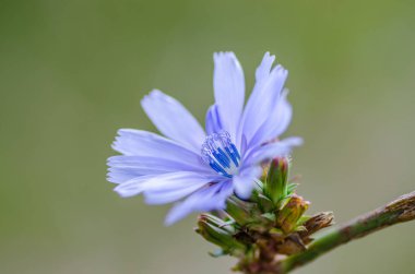 yaz aylarında çiçek hindiba