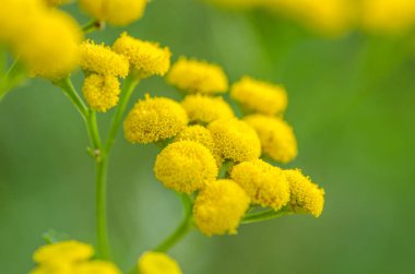 yellow flowers with green