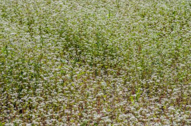 birçok beyaz çiçek