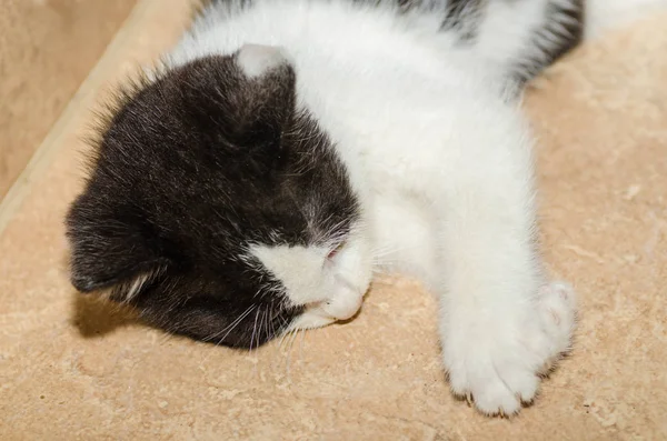 Маленький кіт на плитках — стокове фото