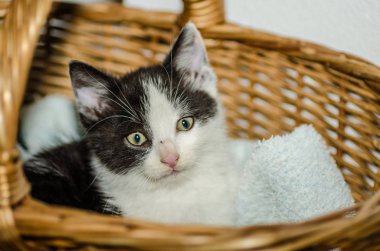 sepet içinde küçük kedi