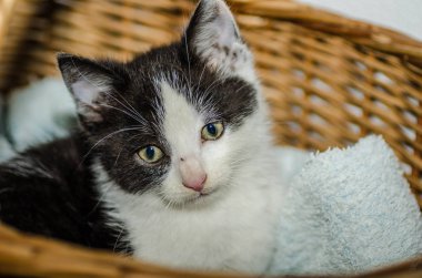 küçük kedi arıyorum