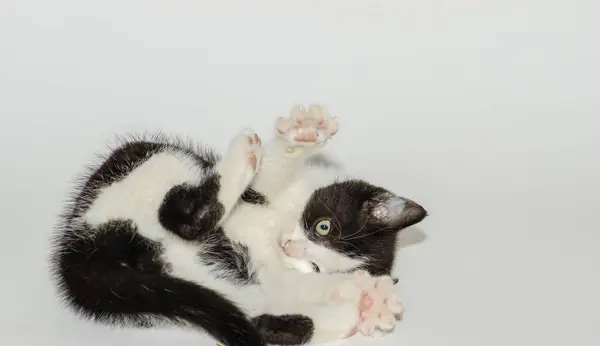 Mały kot gry — Zdjęcie stockowe