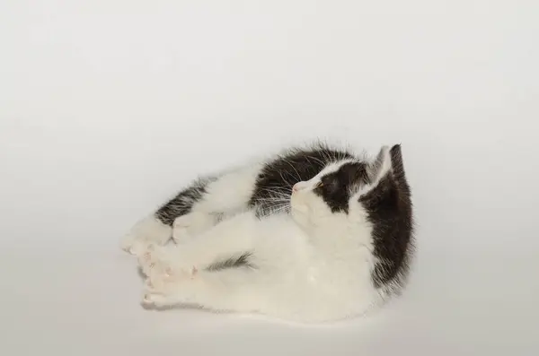 Liten svart och vit katt på vit — Stockfoto
