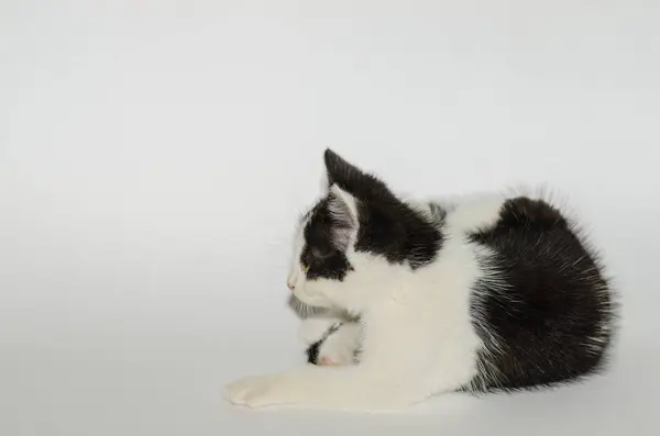 Маленький кіт лежить на білому — стокове фото
