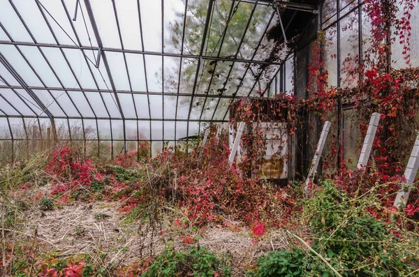 Opuštěné Zelinářská zahrada a červené listy — Stock fotografie