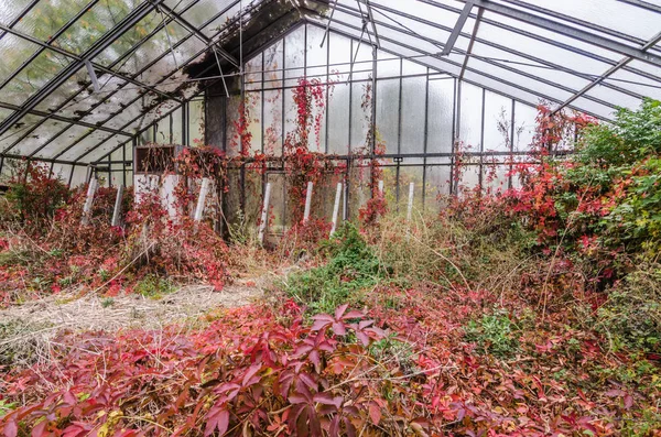 Barevné opuštěné operace market garden — Stock fotografie