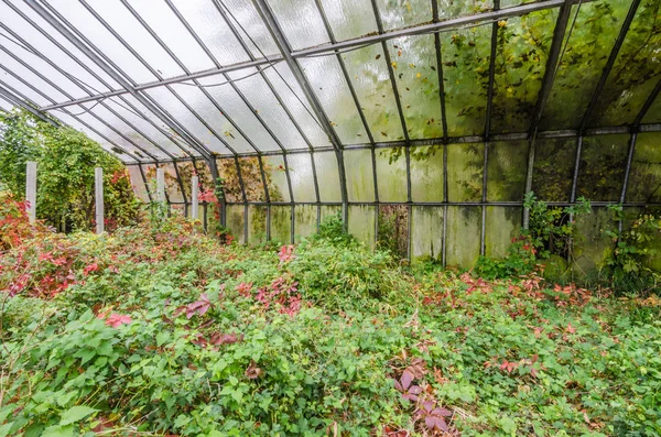 Greenhouse in abandoned market garden — Stock Photo, Image