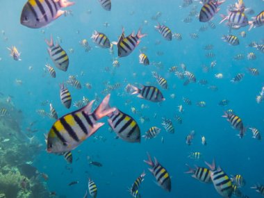 birçok indopacific çavuşlar