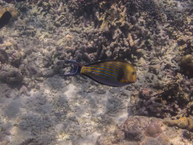 Mavi çizgili surgeonfish