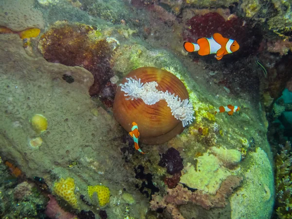 Anemonefish med runda anemone — Stockfoto