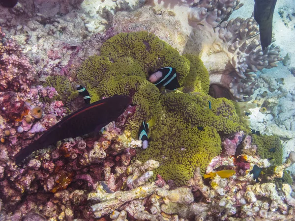 Peixe anêmona em anêmona — Fotografia de Stock