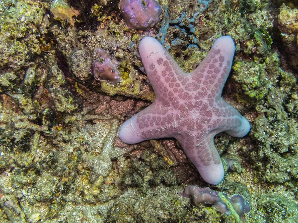 Wielka Gwiazda Morza — Zdjęcie stockowe