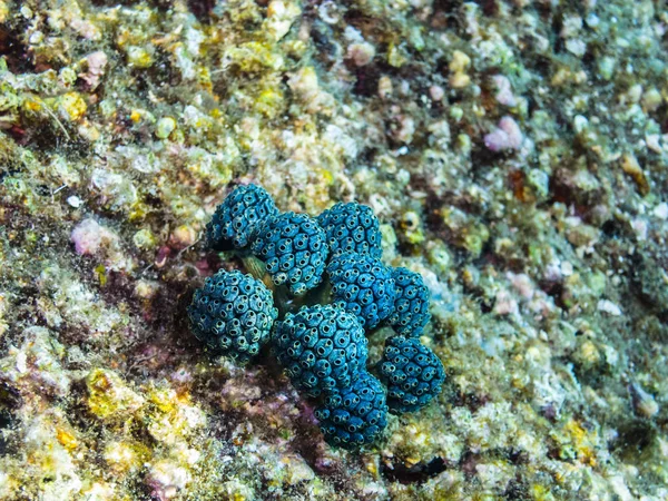 Блакитний Корал круглі — стокове фото