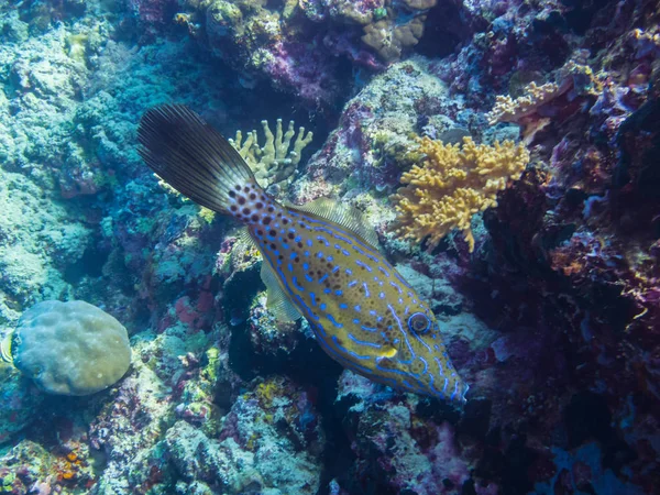 산호에 파일 물고기 수영 — 스톡 사진