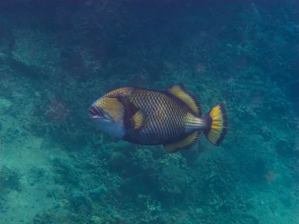 Green triggerfish middle view — Stock Photo, Image