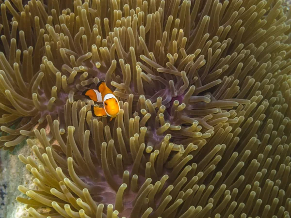 Pequeno anemonefish escondendo — Fotografia de Stock