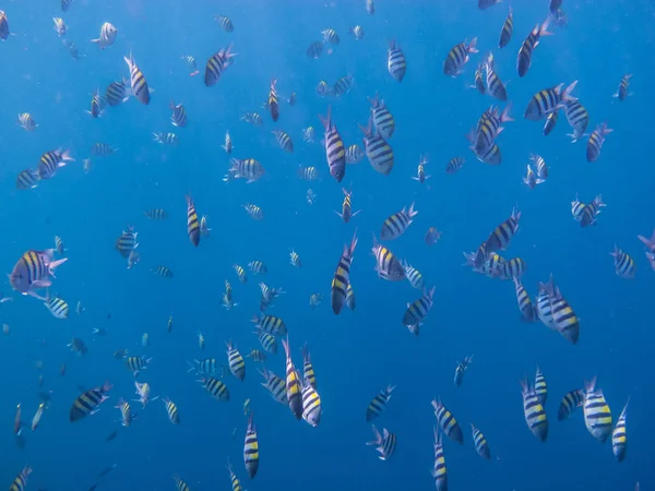 Birçok indopacific çavuşlar mavi denizi — Stok fotoğraf