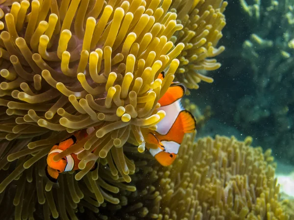 Dvě malé ryby anemone — Stock fotografie
