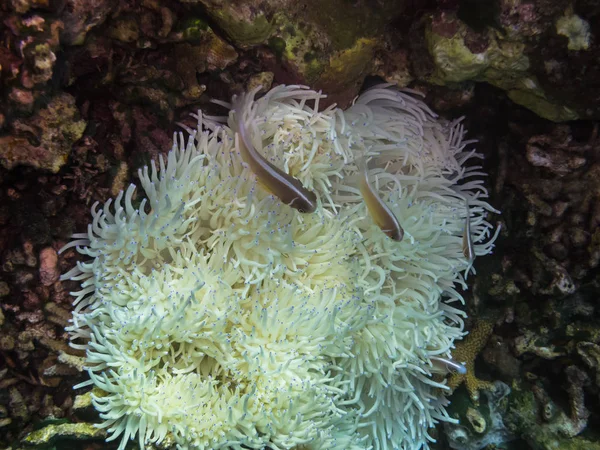 Anemone bianco e pesce anemone — Foto Stock