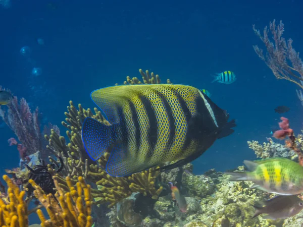 Рыба-ангел на красочных кораллах — стоковое фото