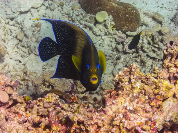 Angelfish regardant caméra — Photo