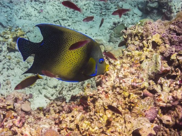 Angelfish swims in water — Stock Photo, Image