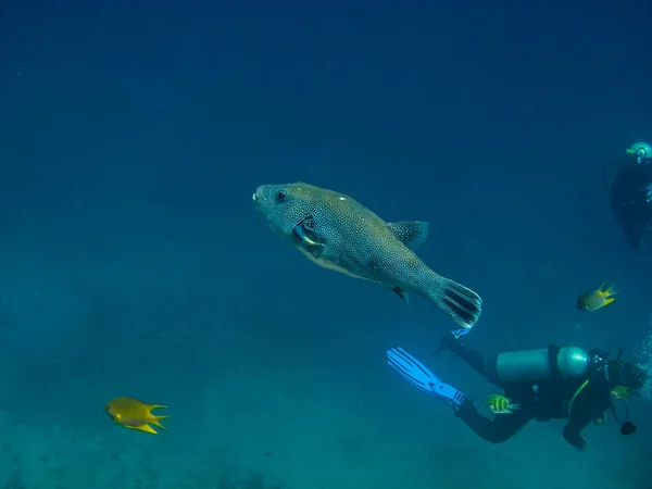 Ikan buntal besar dan penyelam — Stok Foto