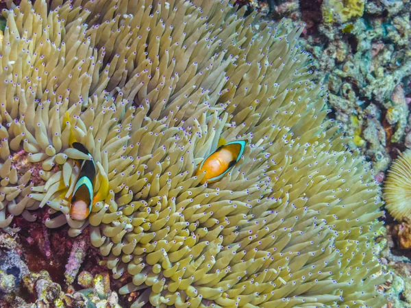 Dois peixes anêmona no mar — Fotografia de Stock