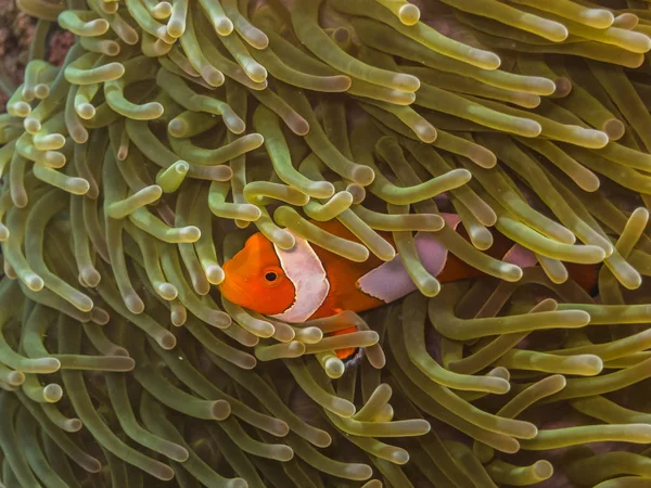 Anemonefish i en anemone närbild — Stockfoto