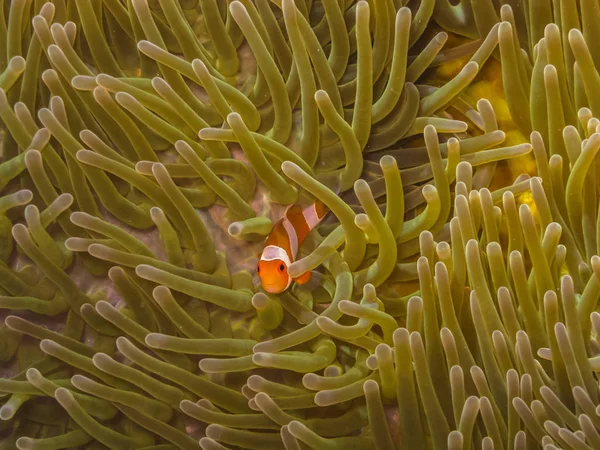 Baby-Anemonenfische im Meer — Stockfoto