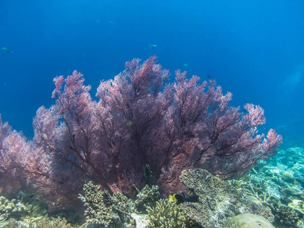 Beau corail rouge — Photo