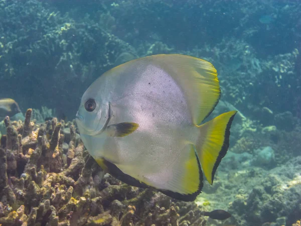 Grote butterflyfish in de zee in Indonesië — Stockfoto