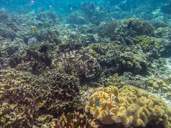 Monde corail coloré — Photo